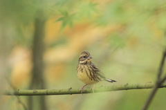 もみじ・・・・あおじ・・・