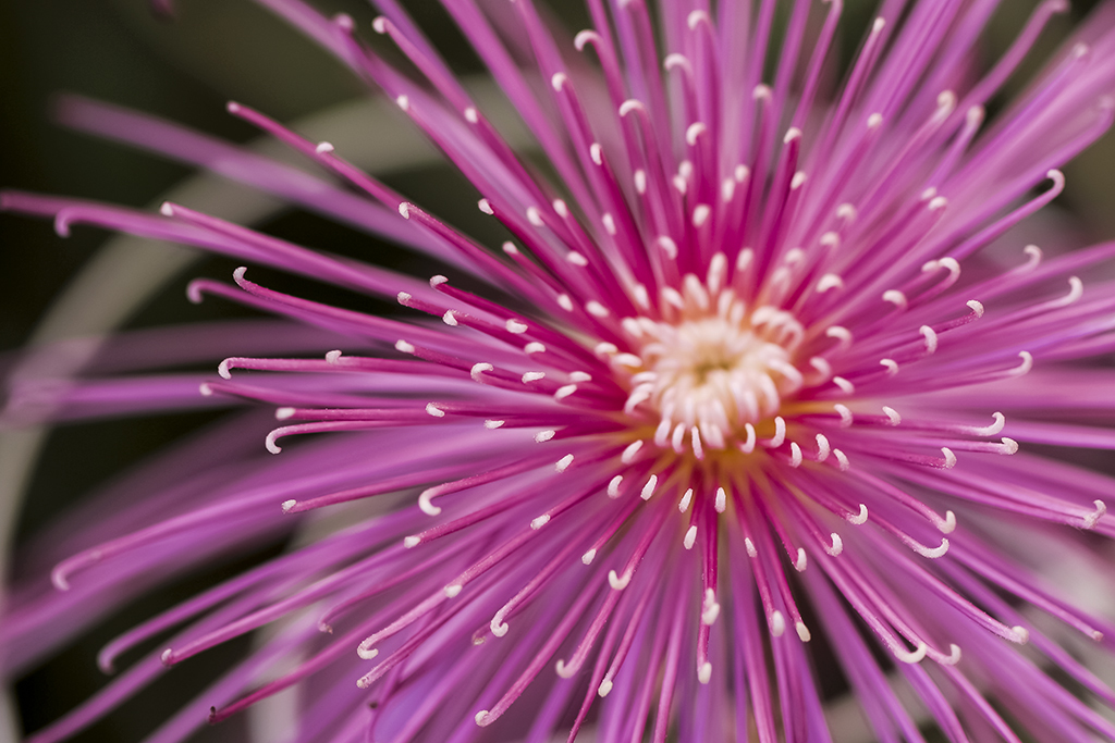 菊