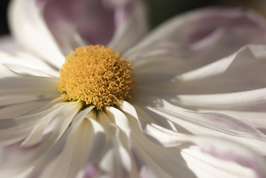 菊