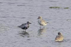 春夏コレクション
