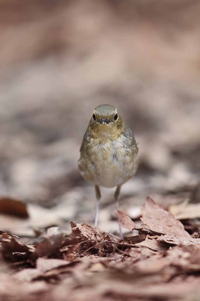 じ～～～～～～～っ
