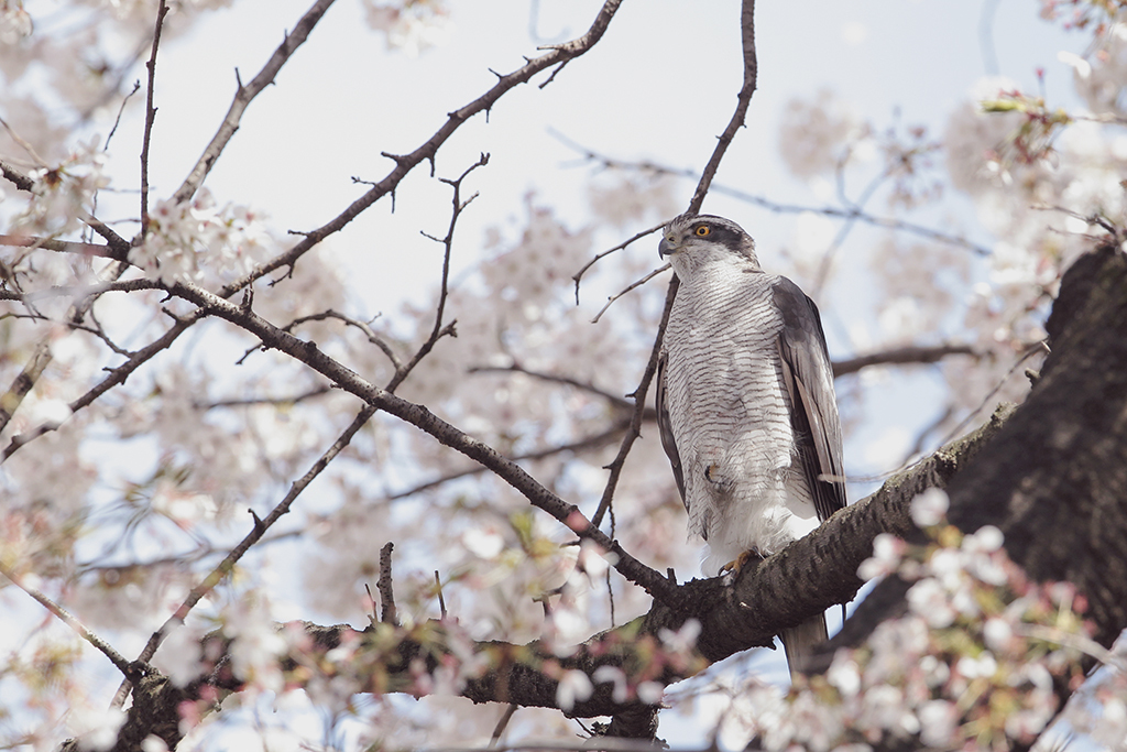桜佇みオオタカ