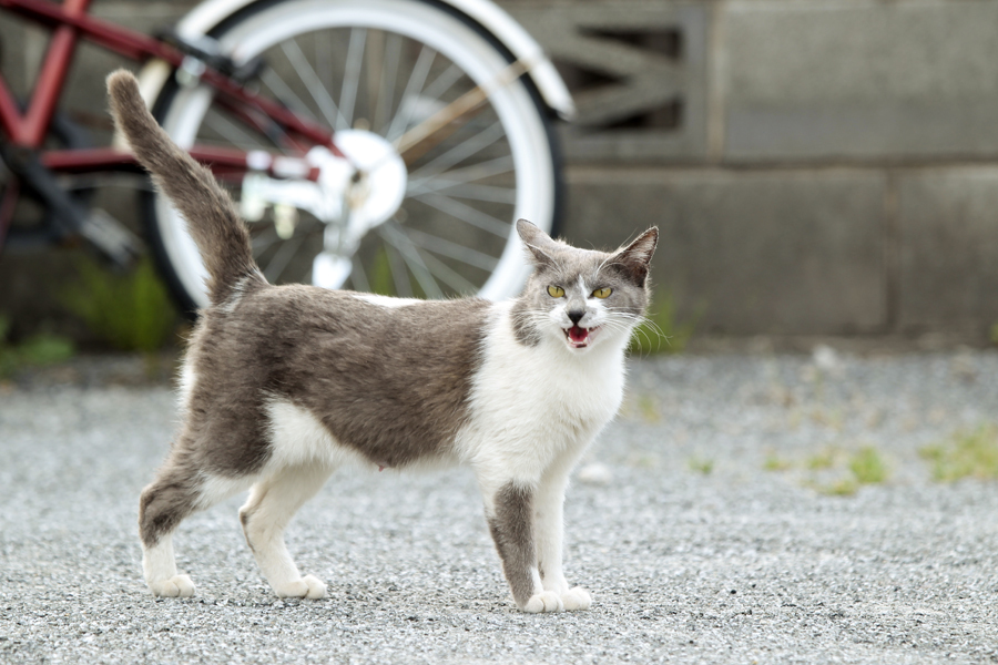 のら～