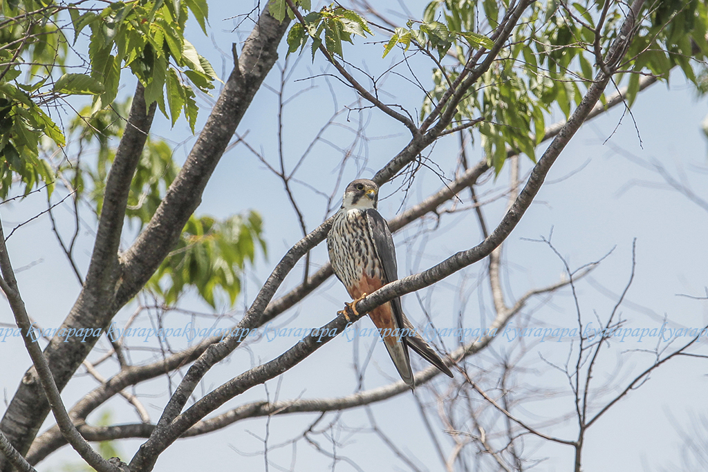 祝　チゴハヤブサ