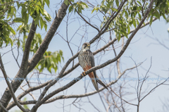 祝　チゴハヤブサ