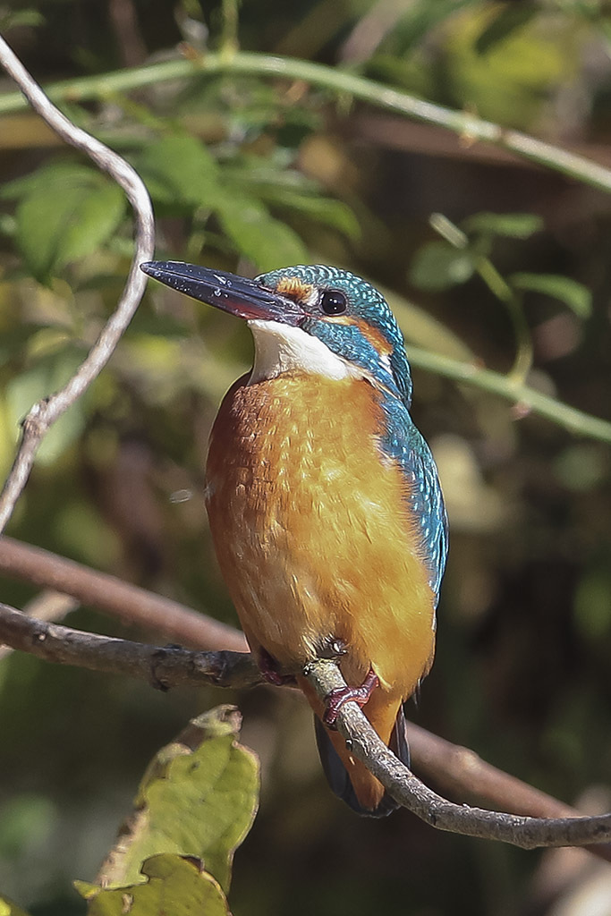 キラキラお目目・・・ぼくでっす！