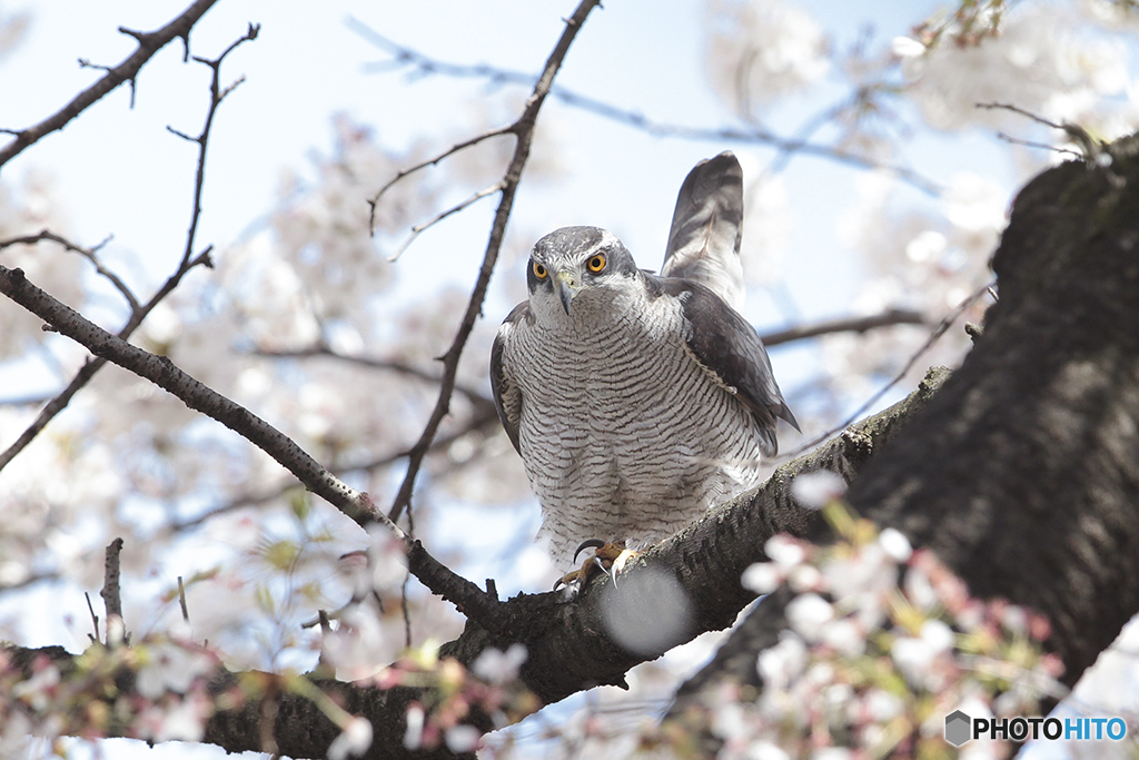 桜の木でピーン