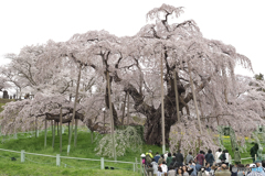 三春滝桜