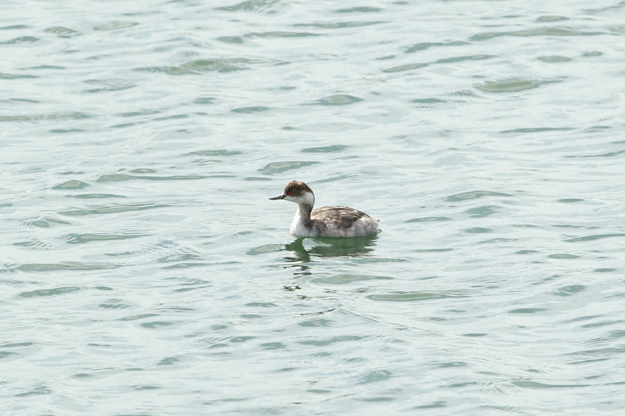 ミミカイツブリ改名ハジロカイツブリ