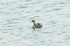 ミミカイツブリ改名ハジロカイツブリ