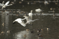 どいて～！！！！