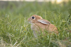野良ウサギ