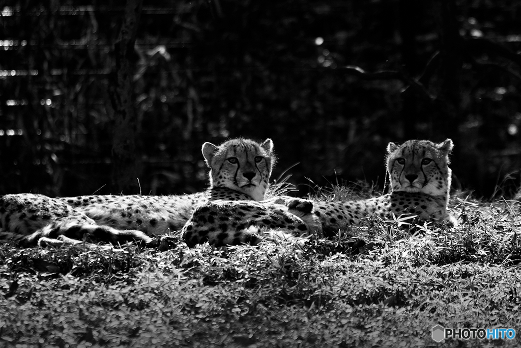 Big Cats