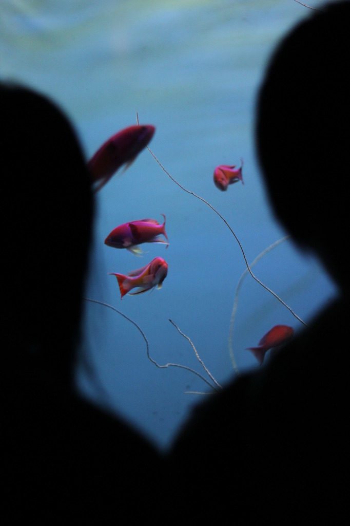 水族館 de デート