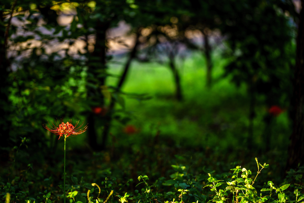 一輪の花