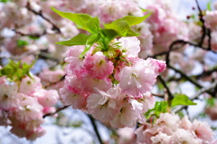 まだ桜の季節