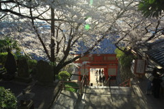 2012紀三井寺の桜と人