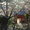 2012紀三井寺の桜と人