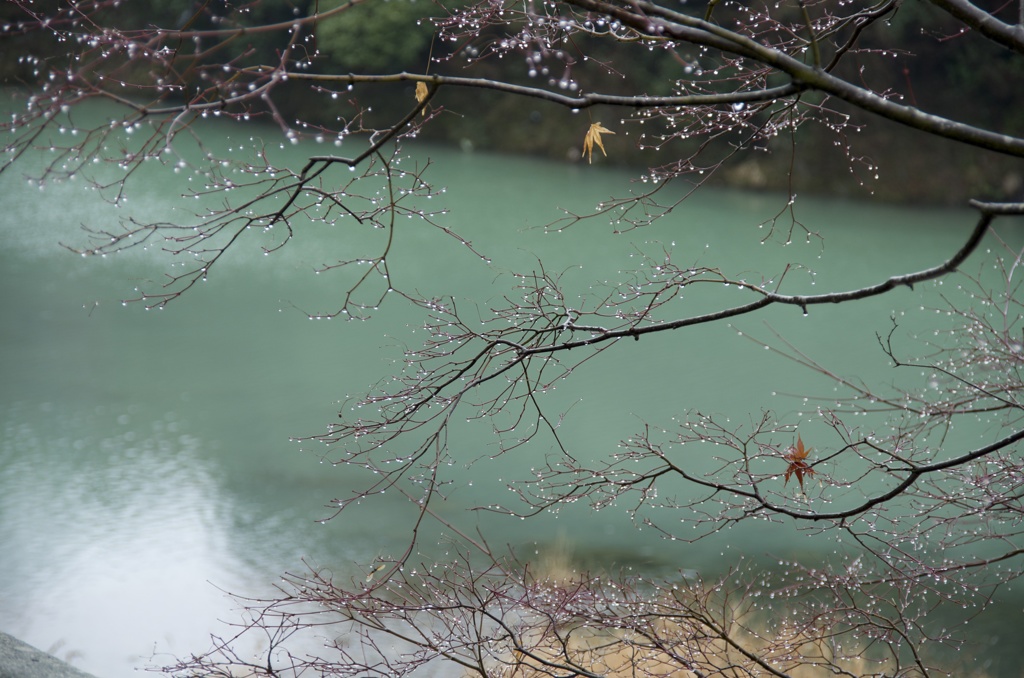 冬に咲く「冬水花」
