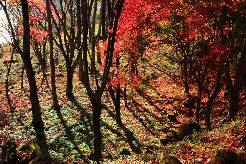 影と紅葉Ⅱ