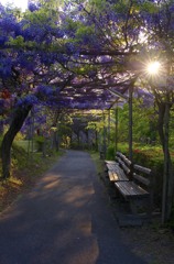 夕陽に香り立つ