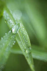 夏の露　