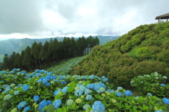 高野龍神に咲く