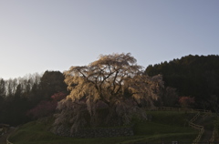 又兵衛桜2013-3