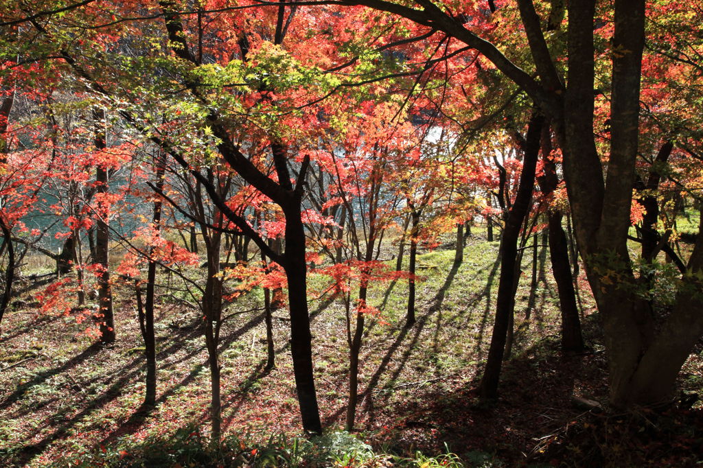 光と影と紅葉