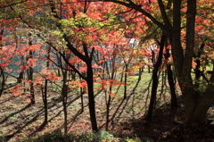 光と影と紅葉