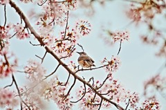 堀川②