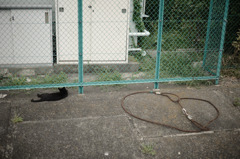 catside story