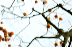 an autumn crop
