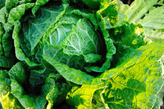 no cabbage, no lettuce