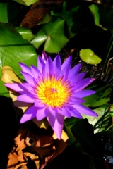 ドラム缶の花1