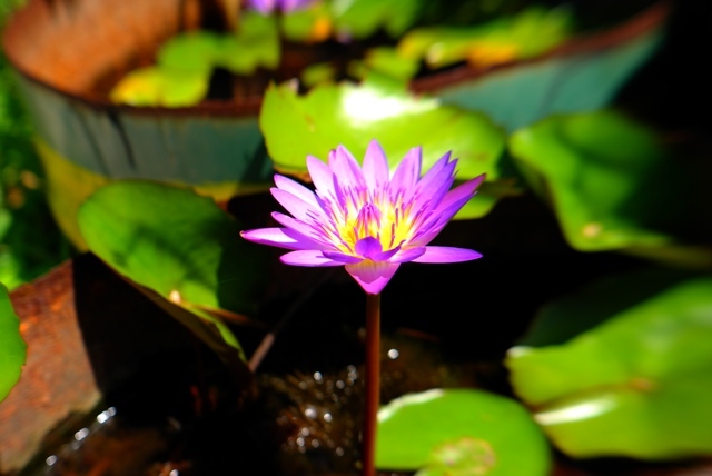 ドラム缶の花2