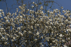 花2