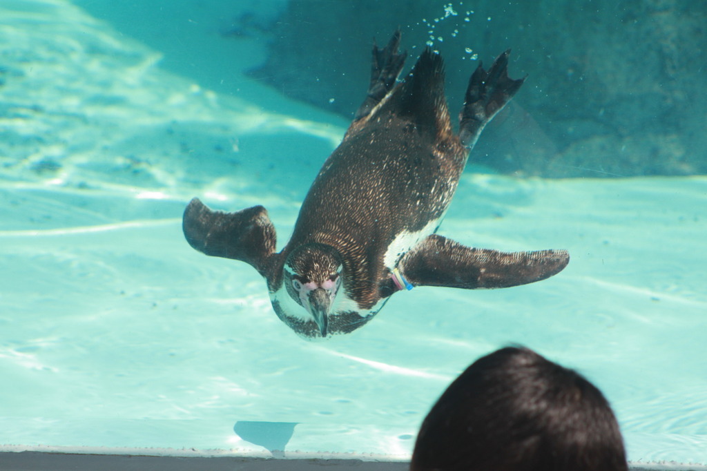 とべ動物園
