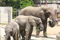 とべ動物園