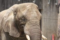 とべ動物園