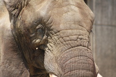 とべ動物園