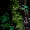 高尾山−５