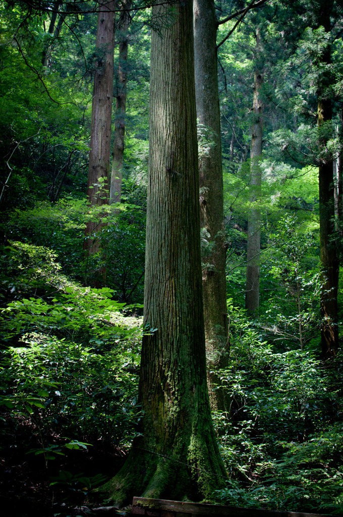 高尾山−２