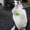 どうにもとまらない♪