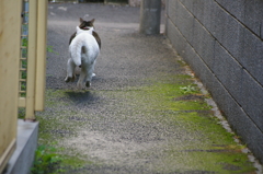 路地裏チェイス