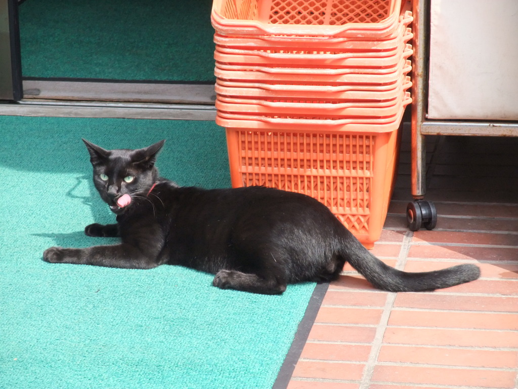ベロ出し黒猫
