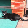 ベロ出し黒猫