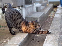 伸び一線