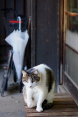 ハッケヨイ！