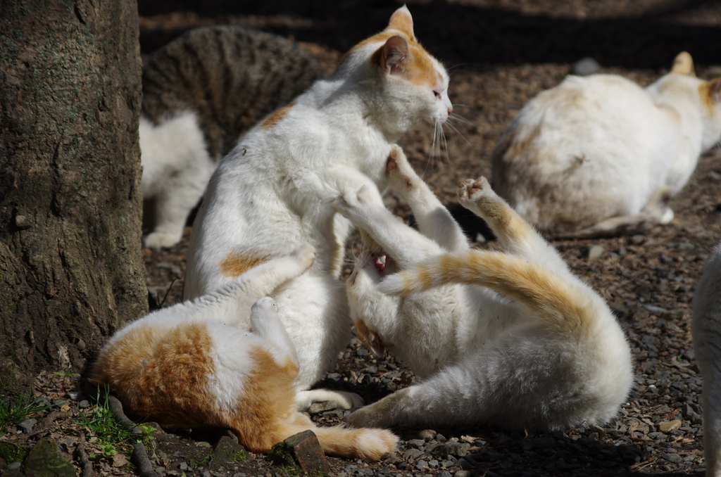 子猫バトルロイヤル